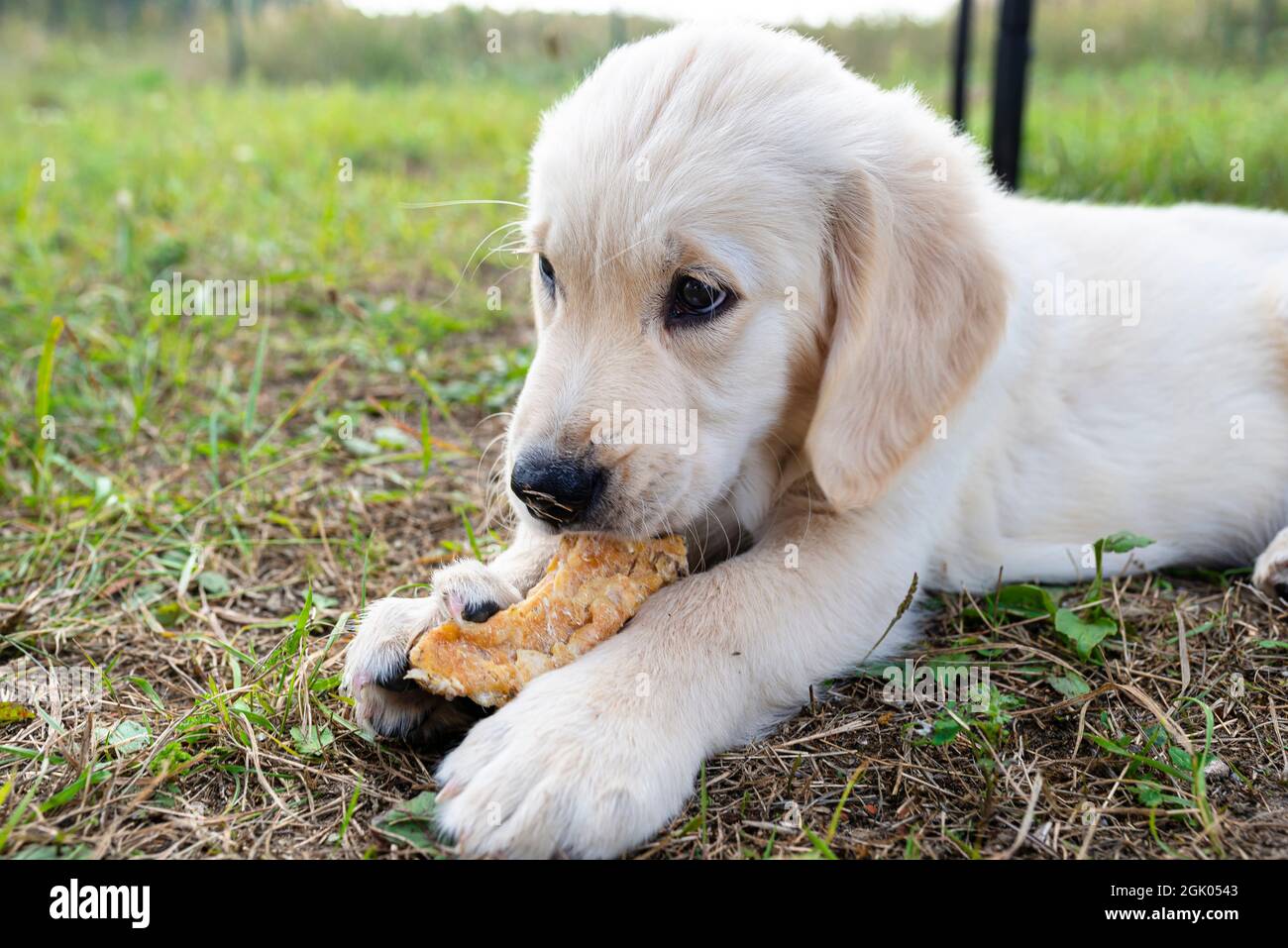 Le chien Retriever mâle mange os de poulet pressé l'extérieur allongé dans l'herbe Photo Stock - Alamy