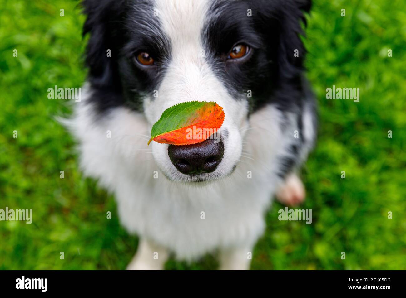 Portrait extérieur de joli chien drôle bordure de chien de chiot collie avec la feuille d'automne rouge sur le nez assis dans le parc d'automne. Le chien renifle les feuilles d'automne à pied. Gros plan Banque D'Images