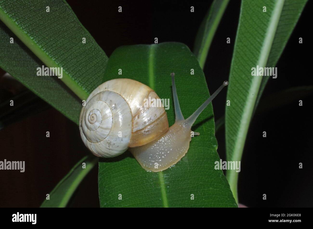 Petit escargot dans la nature en gros plan Banque D'Images