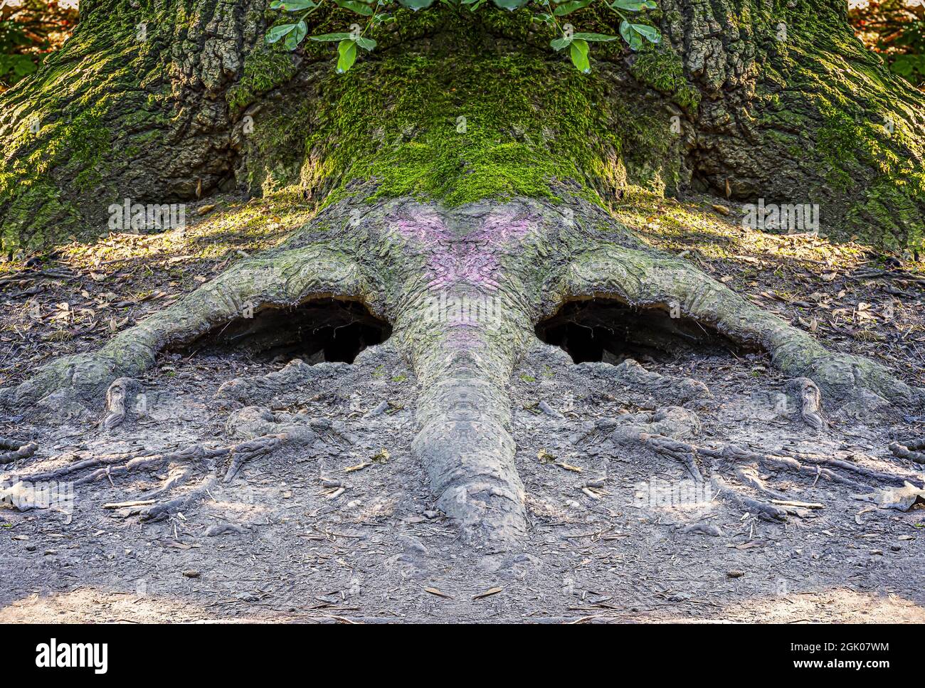 Racine de l'arbre qui ressemble à des yeux. Une photo est retournée Banque D'Images