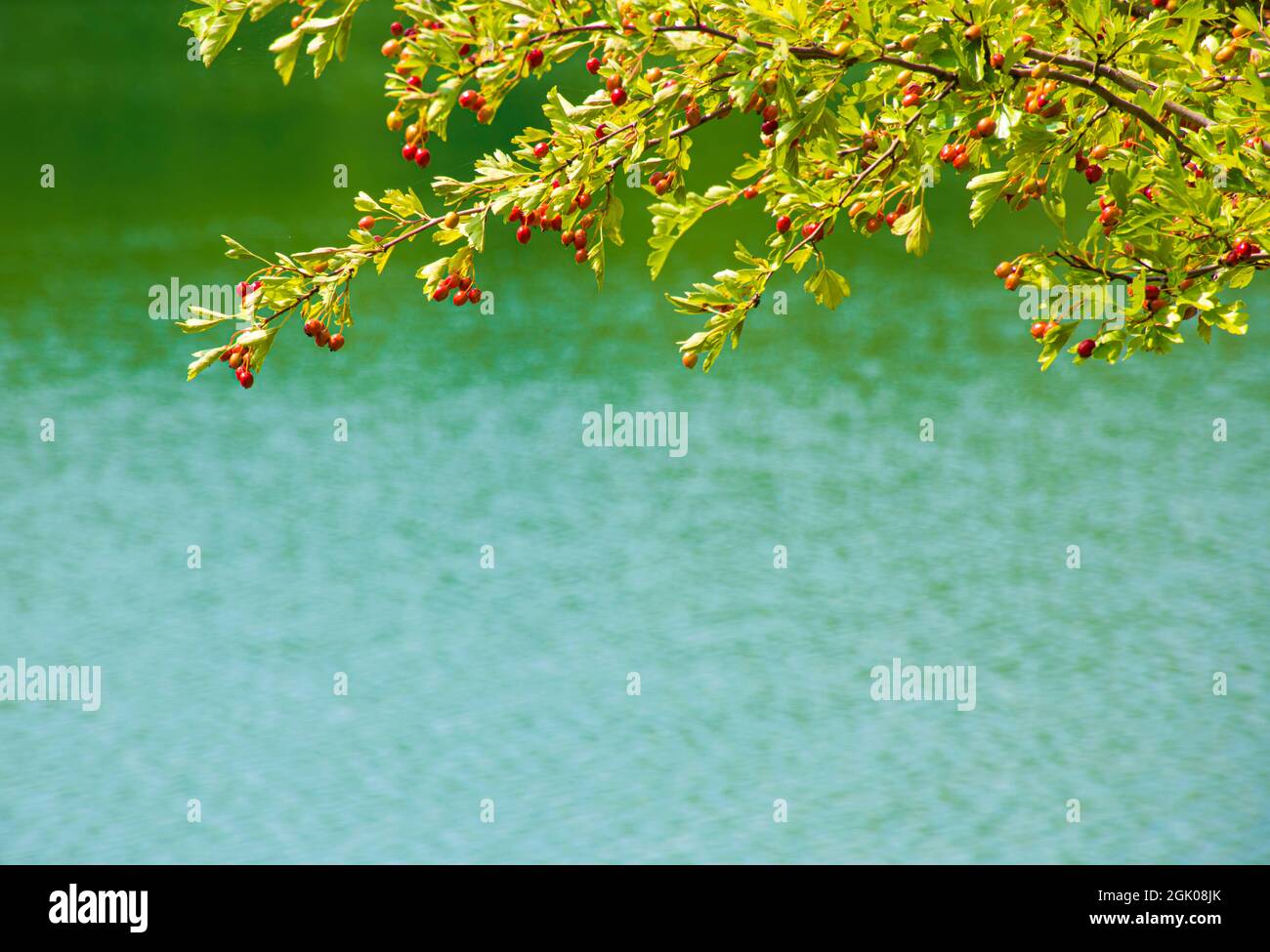 Hawthorn à la fin de l'été. Banque D'Images