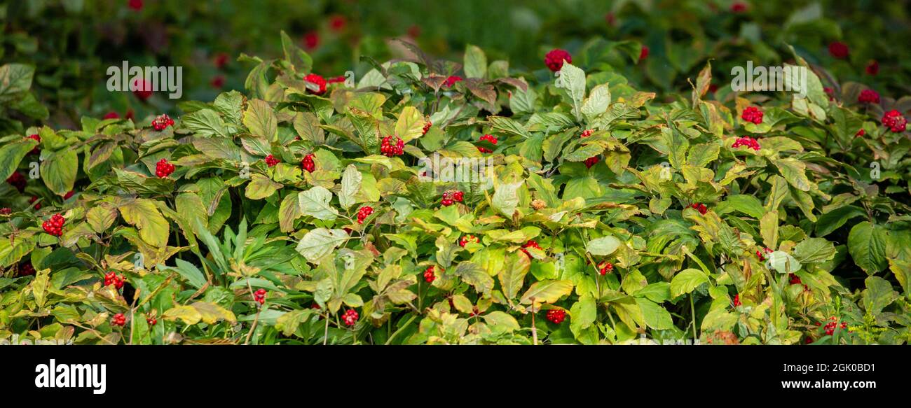 Plante de ginseng avec des baies rouges mûres cultivées dans le comté de Marathon, Wisconsin, USA, panorama Banque D'Images