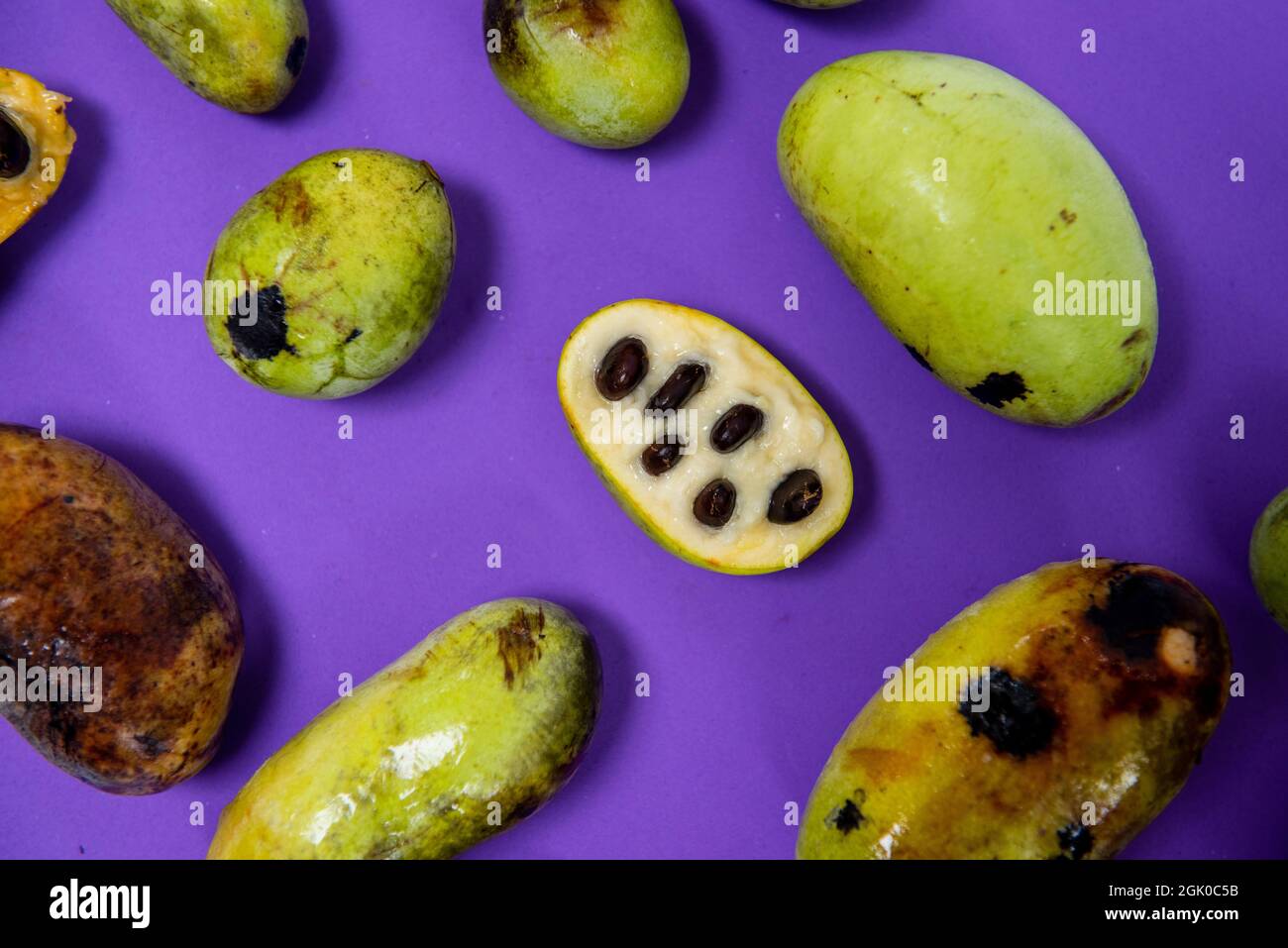 Une vie encore d'un fruit de paw paw américain fraîchement cueilli de différentes tailles à diverses étapes de maturité sur un fond violet. Banque D'Images