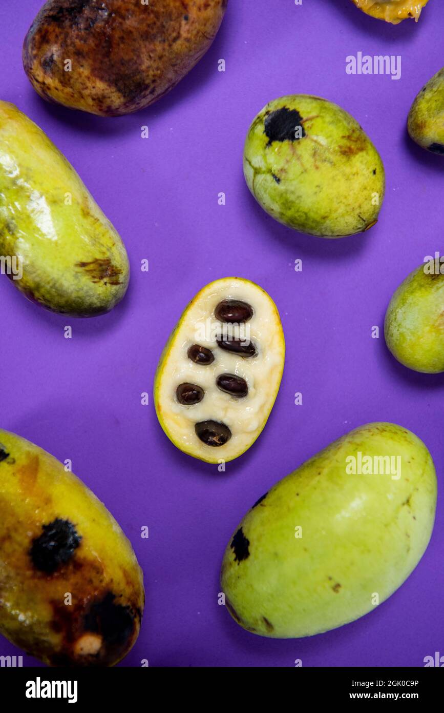 Une vie encore d'un fruit de paw paw américain fraîchement cueilli de différentes tailles à diverses étapes de maturité sur un fond violet. Banque D'Images