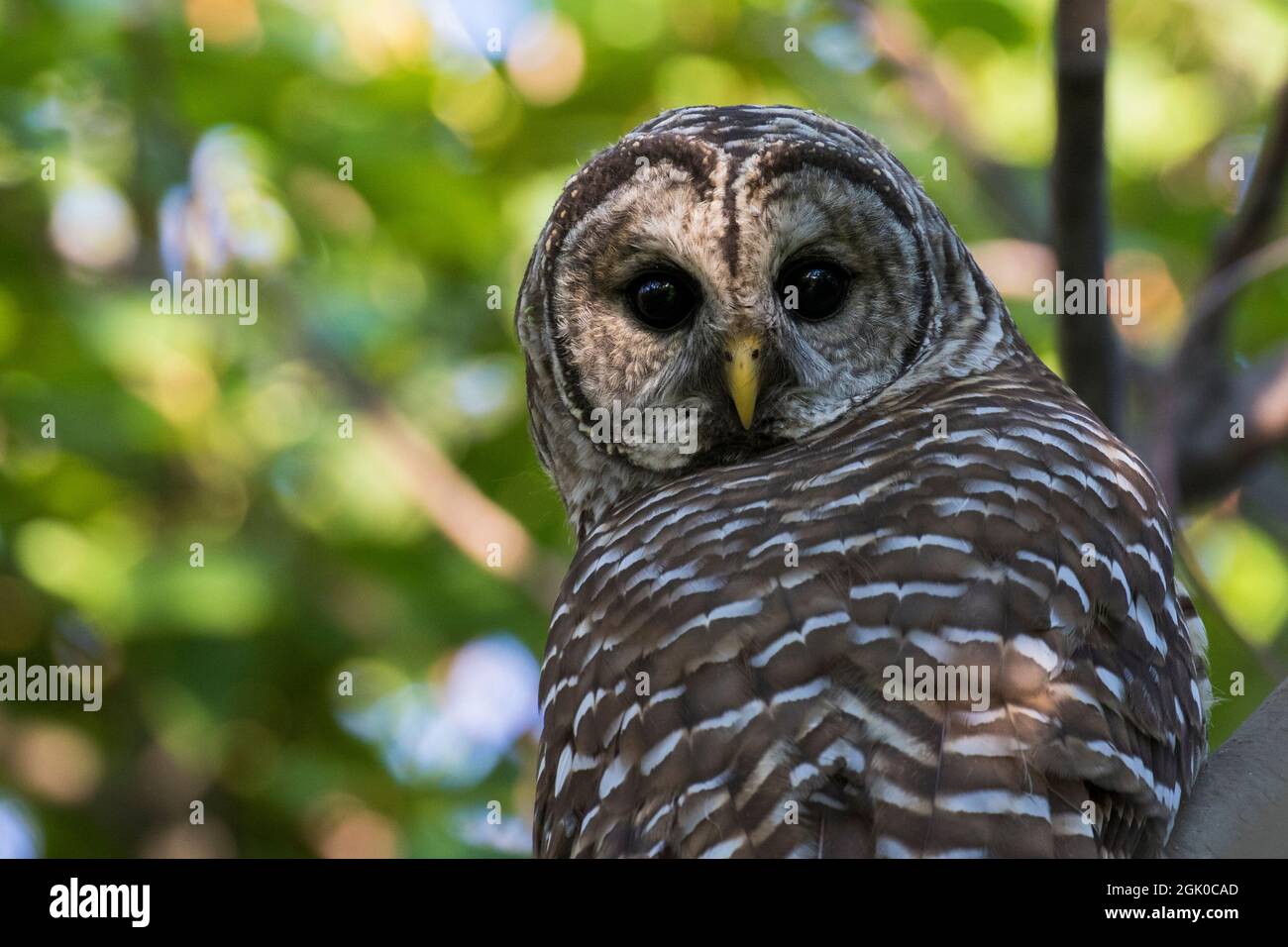 Hibou barré (Strix varia) en été Banque D'Images