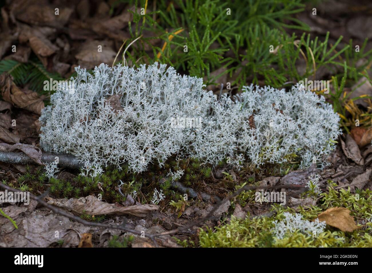 Caribou Lichen - Cladonia rangiferina Banque D'Images