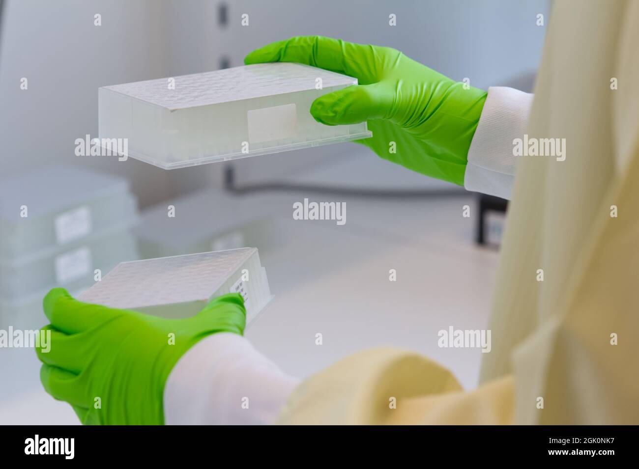 Scientifique transférant des plaques à puits profonds vers la centrifugeuse Banque D'Images