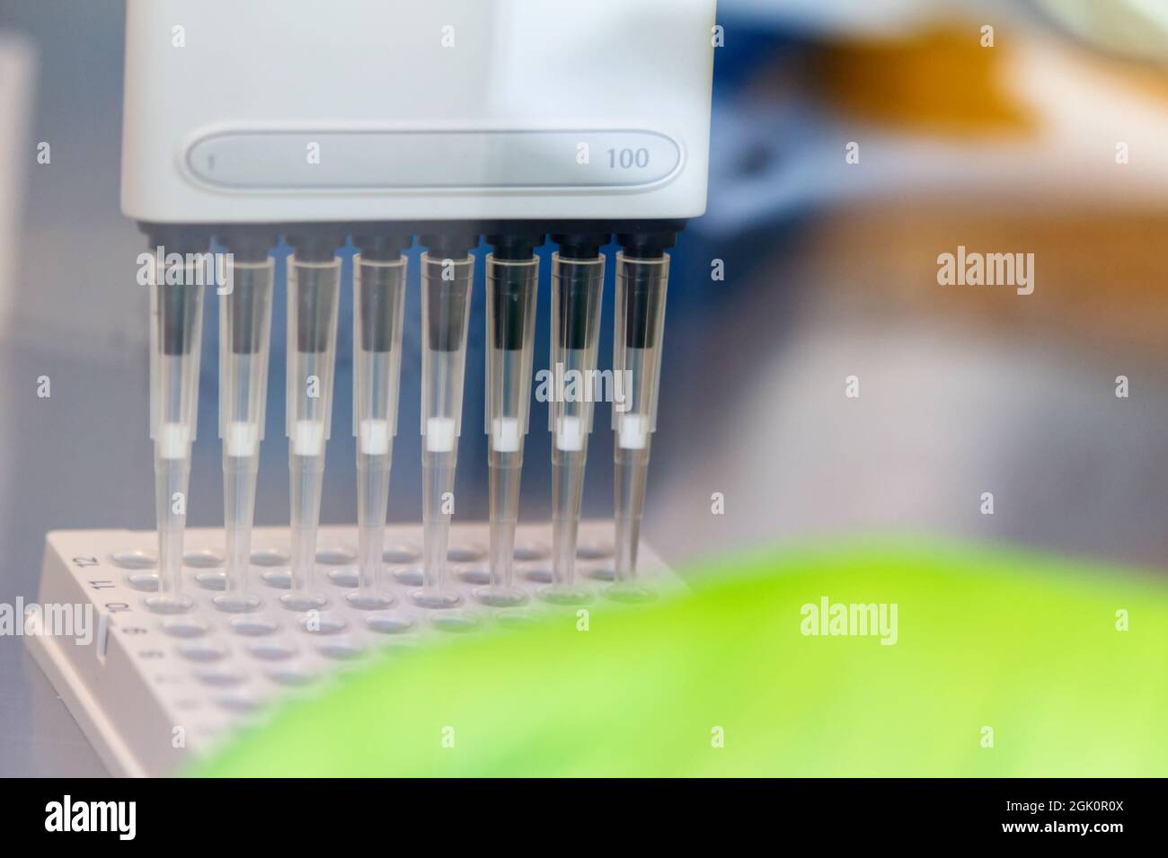 Un chercheur pipetant des échantillons SARS CoV-2 sur une plaque à l'aide d'une pipette multicanaux Banque D'Images