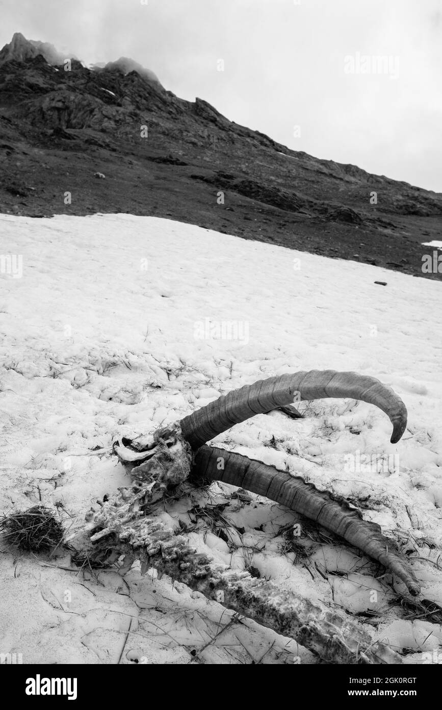 Ibex alpin (Capra ibex), squelette d'un homme dans la neige après l'hiver Banque D'Images