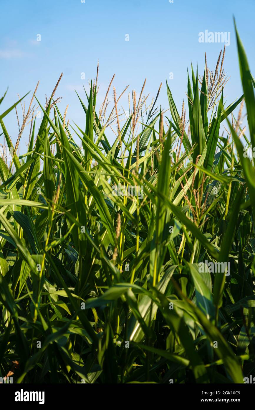 L'agriculture en France est la région Bretagne. Champs de maïs prêt à récolter à la fin de l'été. Culture de céréales de maïs dans le nord de l'Europe. Maïs Banque D'Images