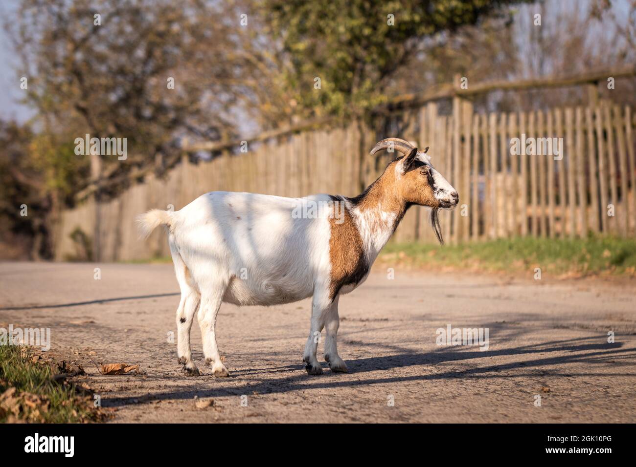 Chèvre à la ferme animale. Chèvre blanc marchant sur la route de campagne Banque D'Images