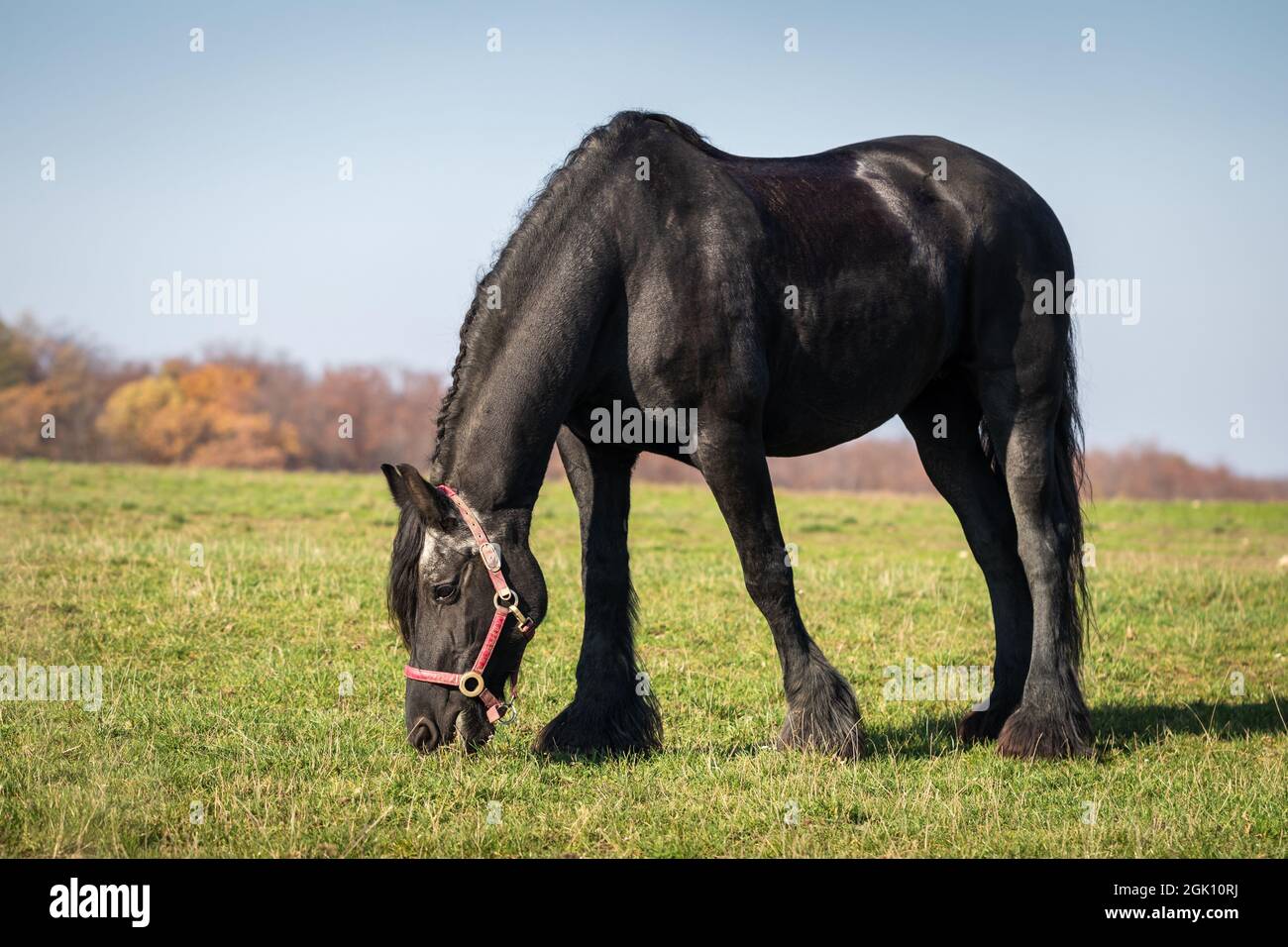 Herbe de pâture de cheval de la Frise noire sur les pâturages. Journée ensoleillée à la ferme animalière. Banque D'Images