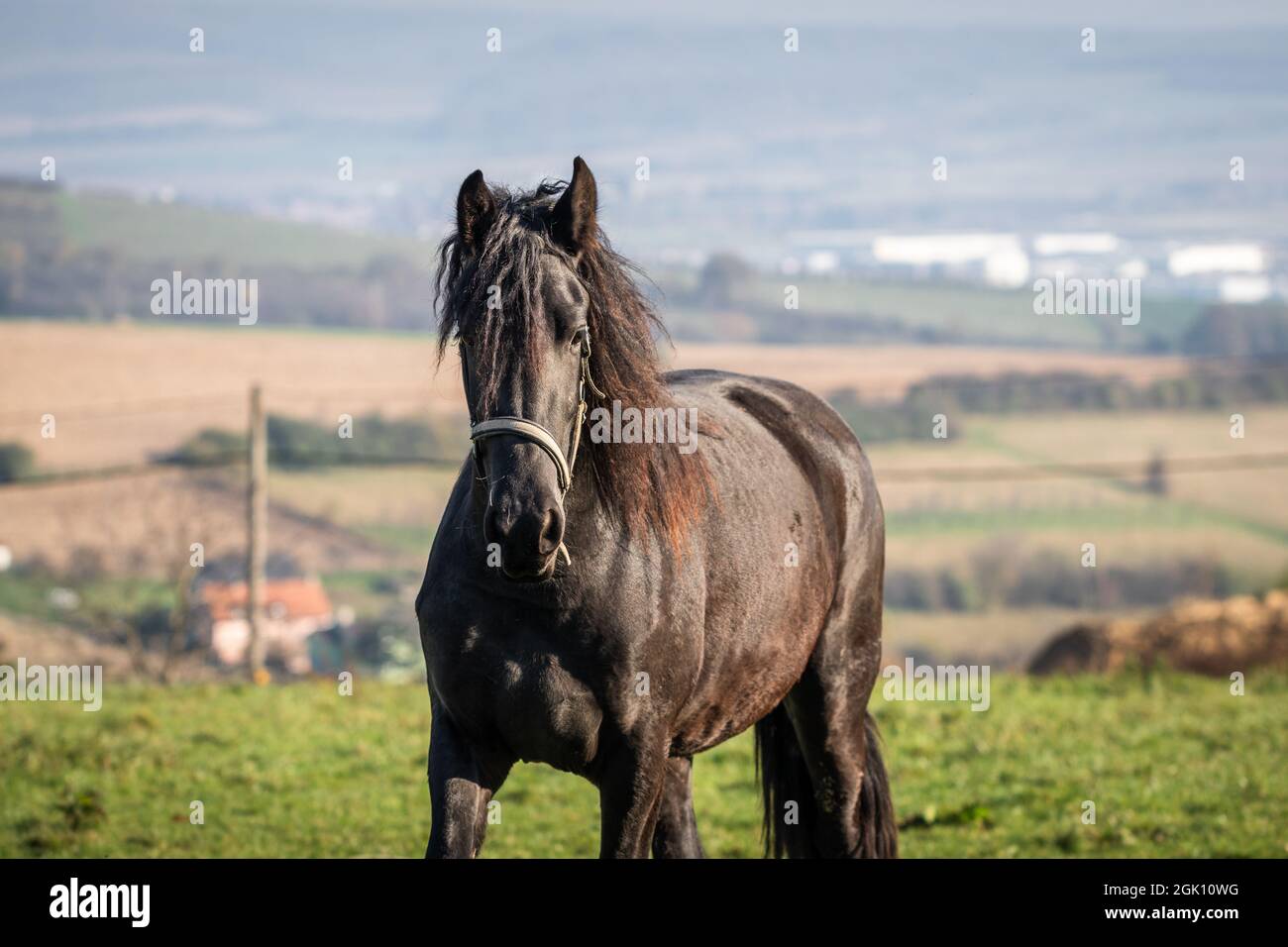 Cheval de Frise en pâturage à la campagne. Animal domestique à la ferme. Superbe étalon dans un paysage rural Banque D'Images