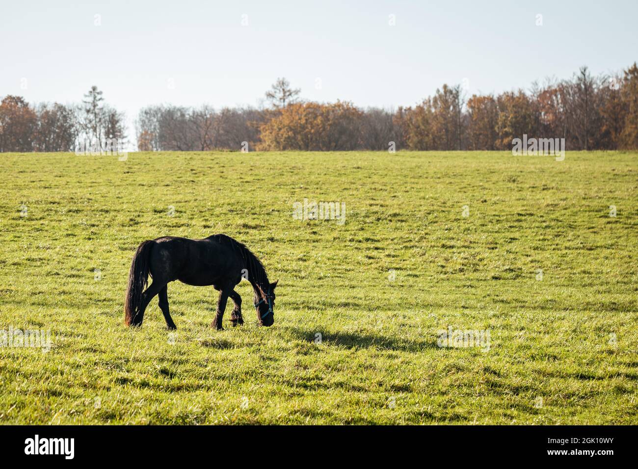 Cheval de Frise marchant sur le pâturage. Herbe de pâture de cheval noir. Journée ensoleillée dans un paysage rural en automne Banque D'Images