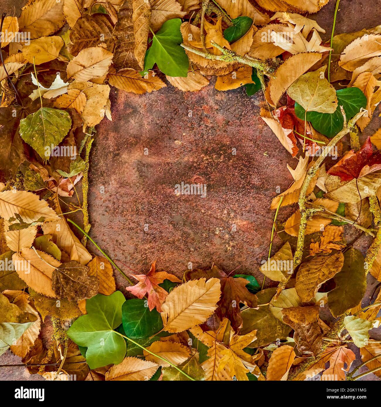 Fond d'automne formé de feuilles sèches brunes, vertes et jaunes, en forme de cercle, sur une plaque de métal rouillé. Mise au point sélective. Banque D'Images