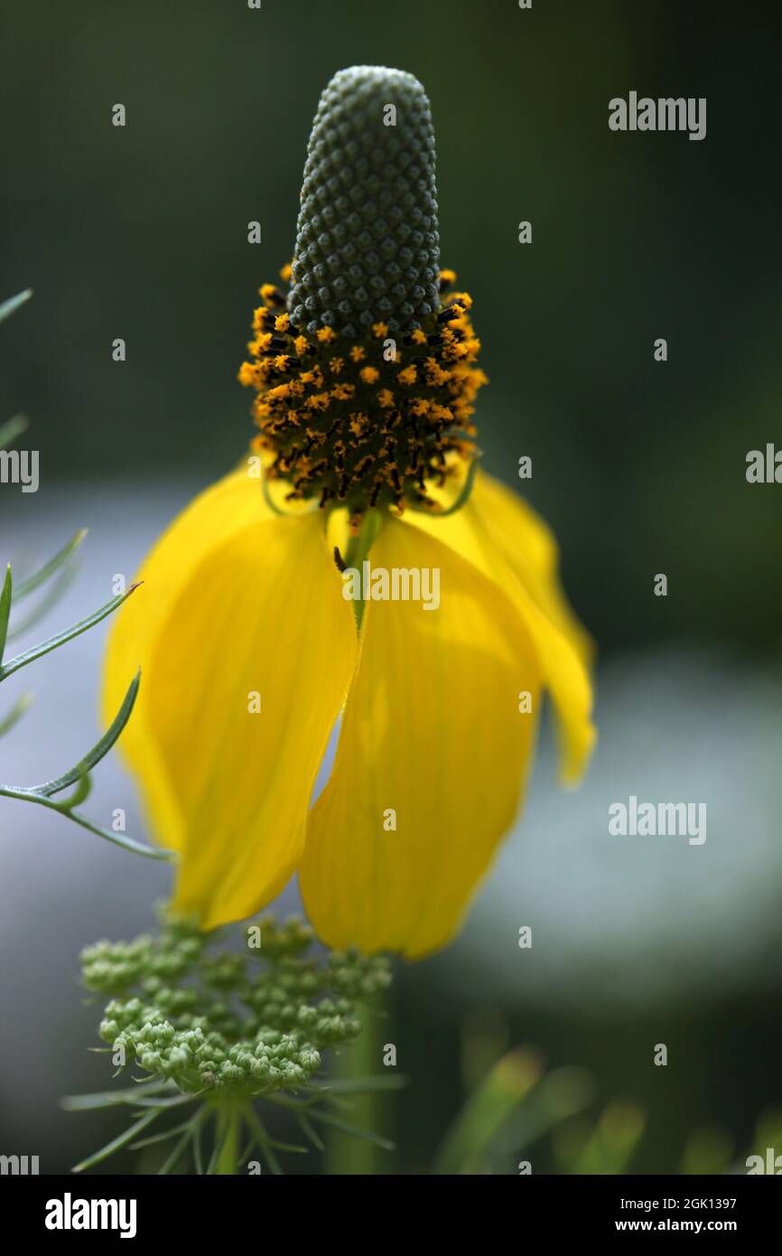 Fleur de cotier de prairie 'Cheyenne Yellow' (Ratibida columnifera ) Banque D'Images