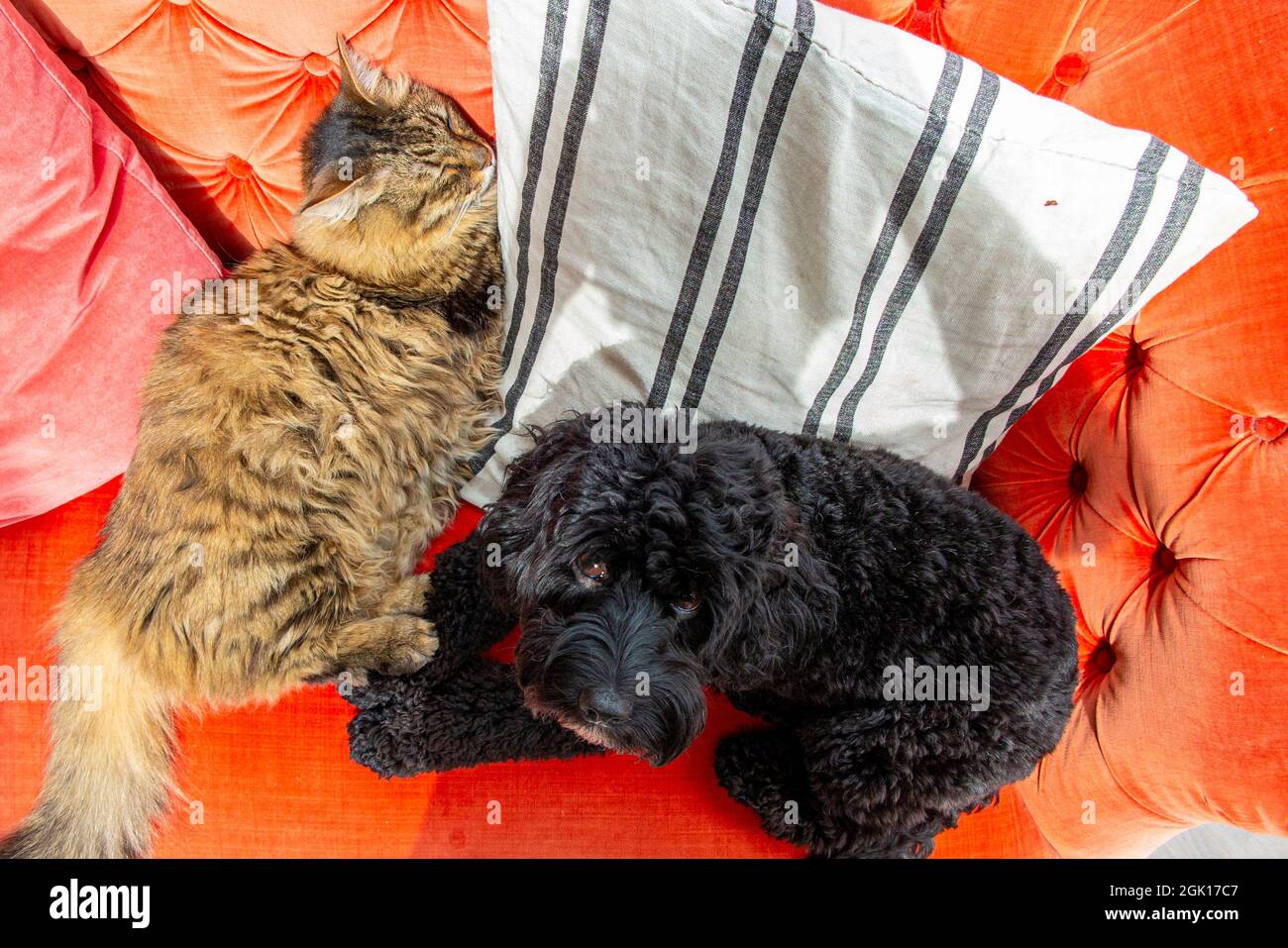 Un cocapoo noir et un chien de rarerace de Munchkin pour se détendre sur un canapé orange vif ensemble Banque D'Images