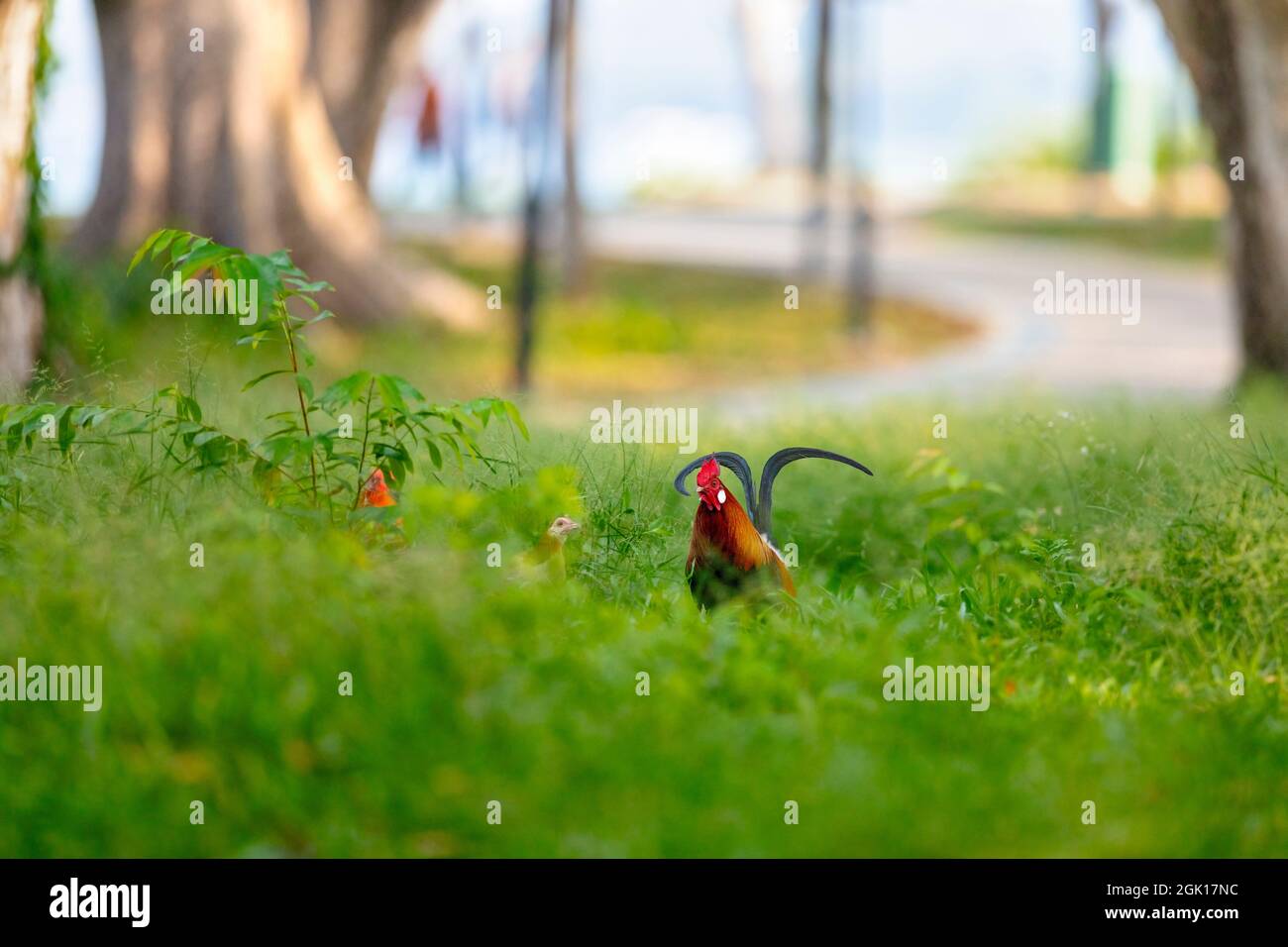 Coq Red Jungle Fowl se nourrissant parmi l'herbe dans un parc côtier, Singapour. Banque D'Images