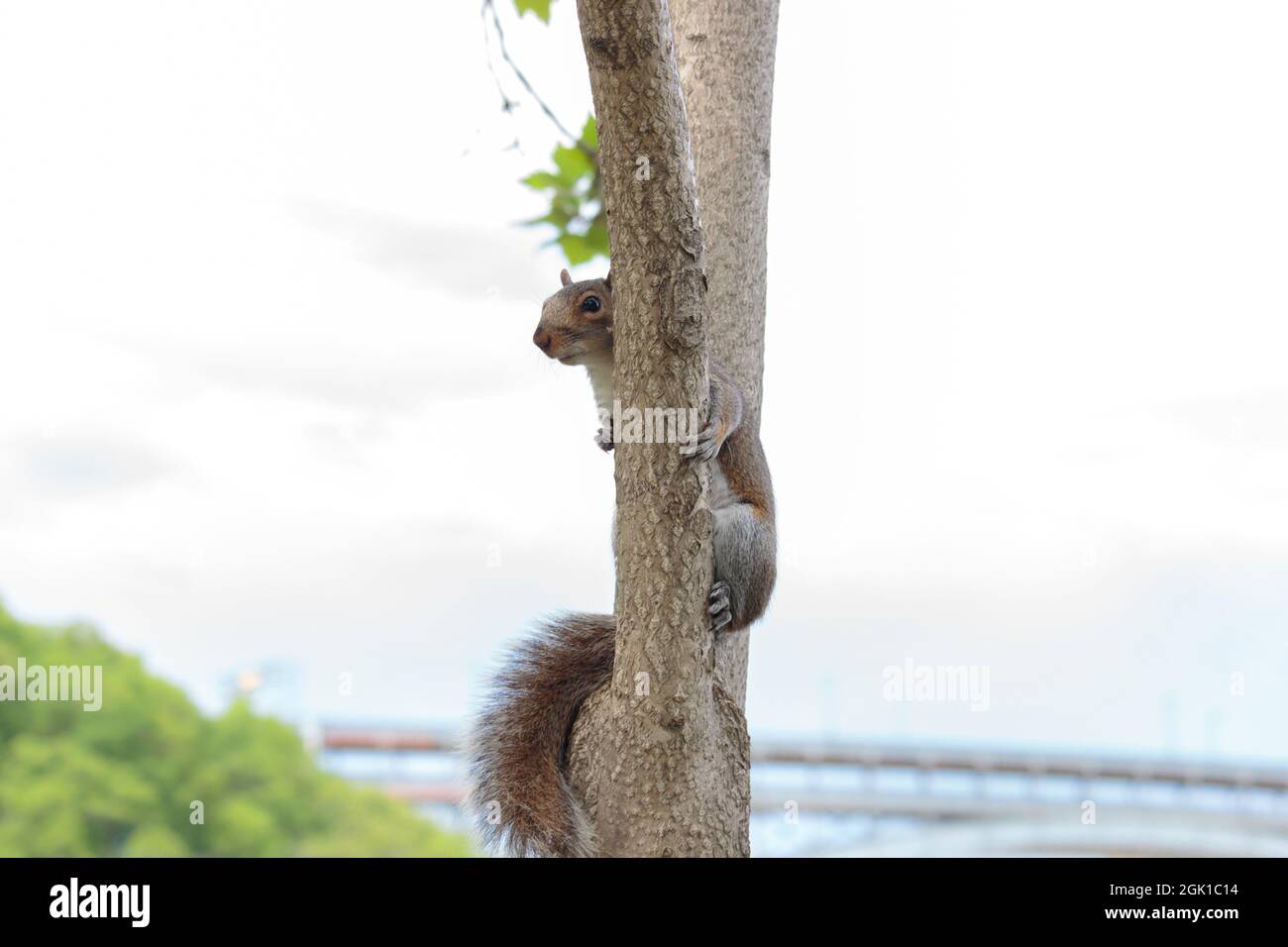 un écureuil gris perché dans une branche d'arbre s'éprend de l'arrière à la caméra contre un ciel blanc, avec un espace de copie Banque D'Images
