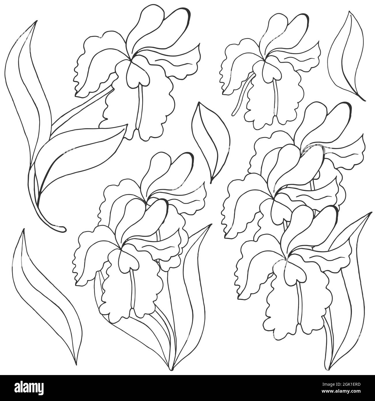 Orchidées. Ensemble d'inflorescences d'orchidées. Fleurs monochromes, éléments individuels. Fleurs mignons dessinent à la main Illustration de Vecteur