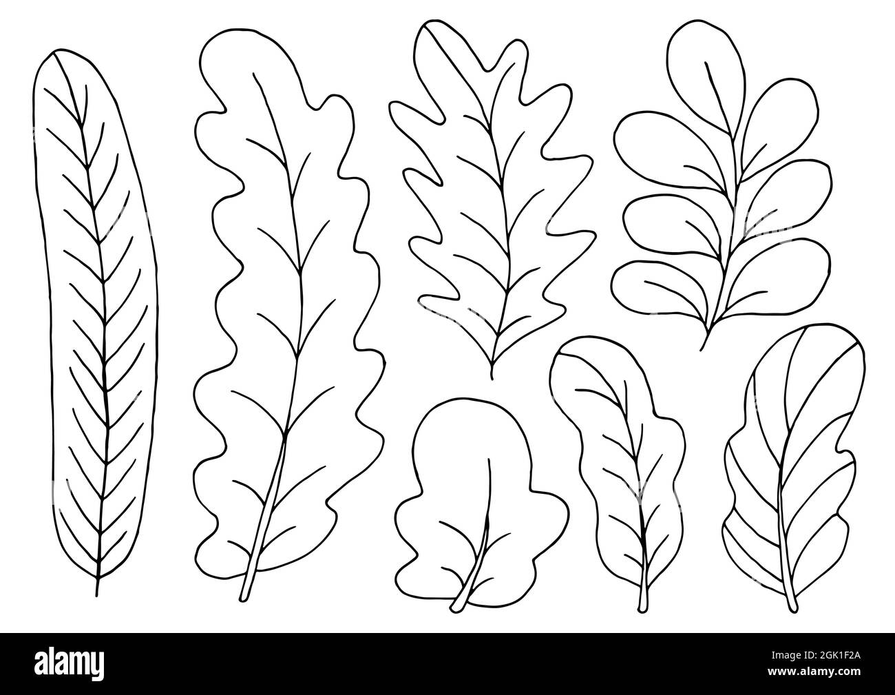 Collection de feuilles décoratives. Des éléments monochromes pour votre conception. Jeu d'illustrations en style main Illustration de Vecteur