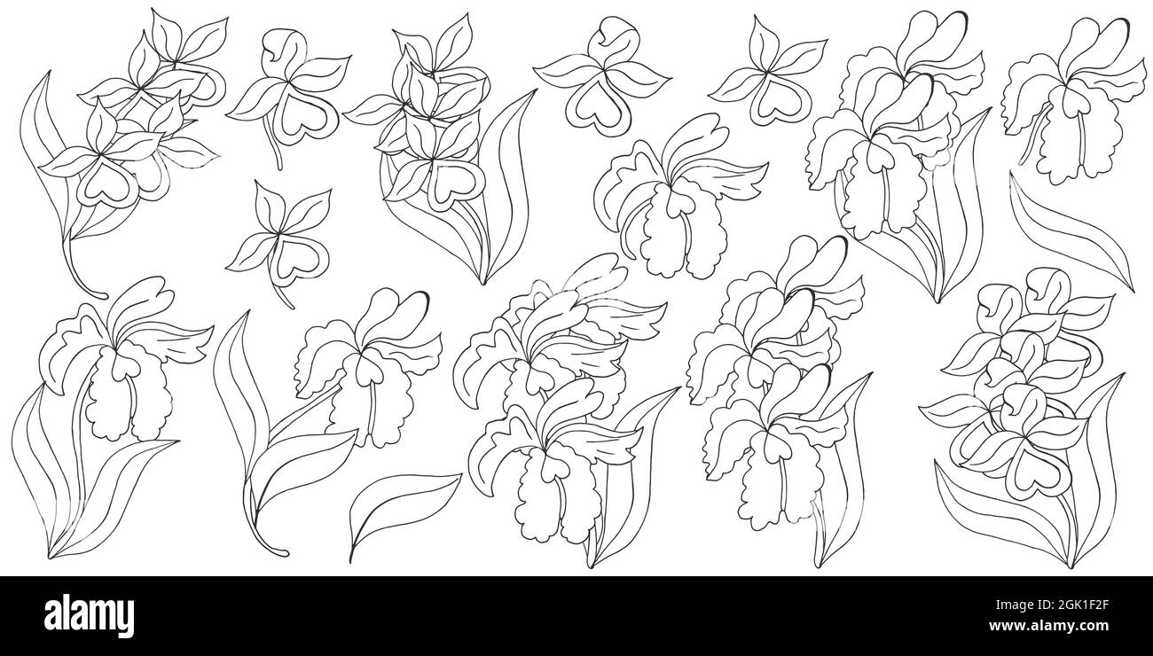Orchidées. Grand ensemble d'inflorescences d'orchidées. Fleurs monochromes, éléments individuels. Fleurs mignons dessinent à la main Illustration de Vecteur