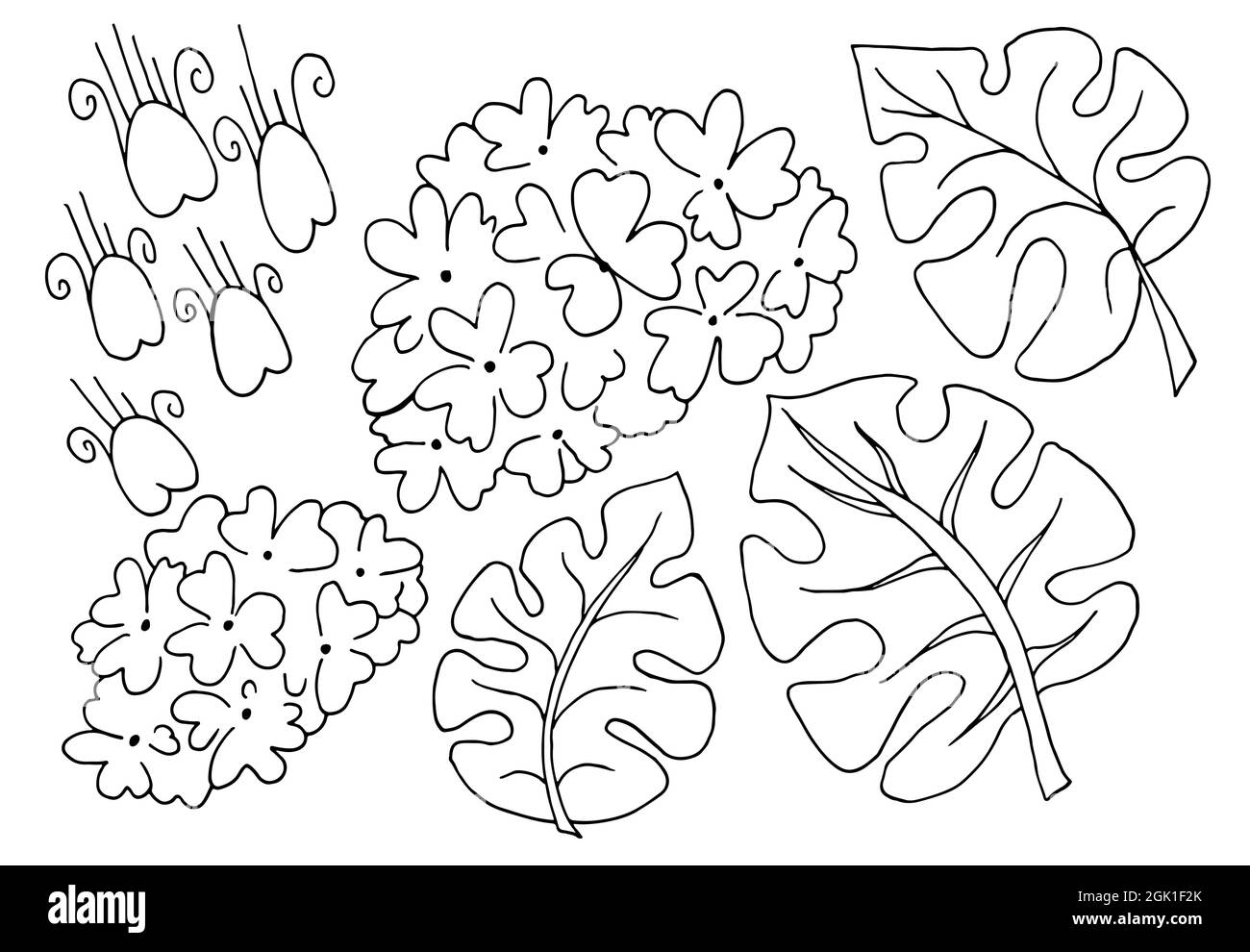 Buldenezh. Monstera. Fleurs de Viburnum et feuilles de Monstera. Un ensemble d'éléments floraux pour votre créativité. Colorer les fleurs en dessinent à la main Illustration de Vecteur