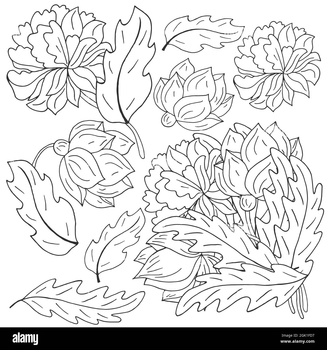 Pivoines. Ensemble de bouquets, inflorescences, feuilles et fleurs en tant qu'éléments séparés. Pivoines monochromes de style main. Fleurs vectorielles pour flyers, je Illustration de Vecteur
