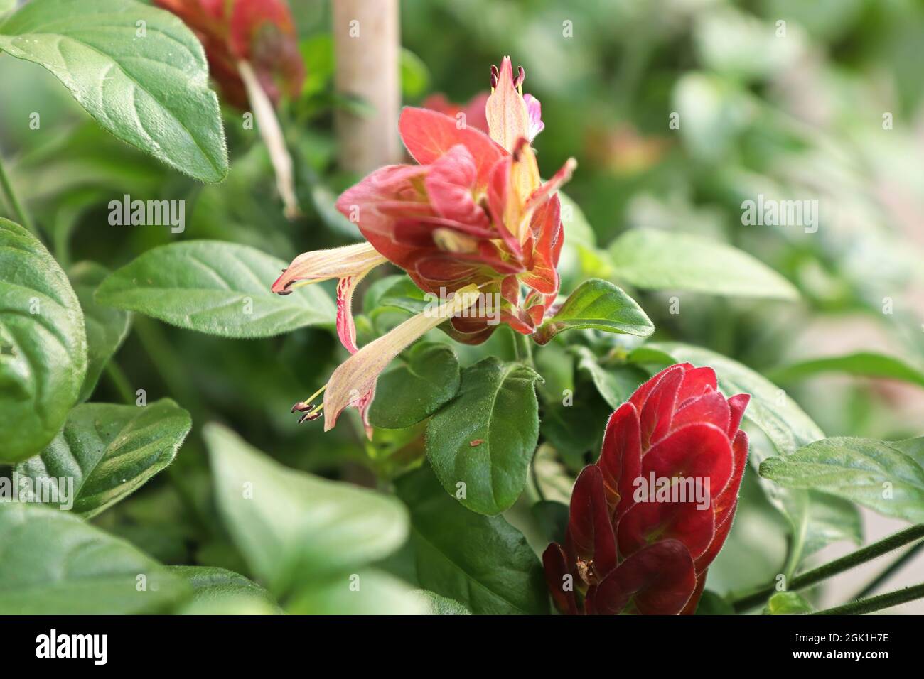 Les fleurs blanches s'étendent des feuilles rouges de l'usine de crevettes Banque D'Images