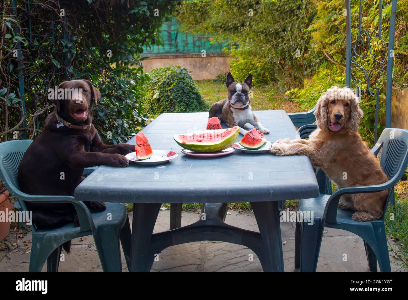 Trois chiens, Labrador, Cocker spaniel et Boston terrier à une grande table mangeant de la pastèque dans le jardin, des chiens comme les humains , photo de bande dessinée Banque D'Images