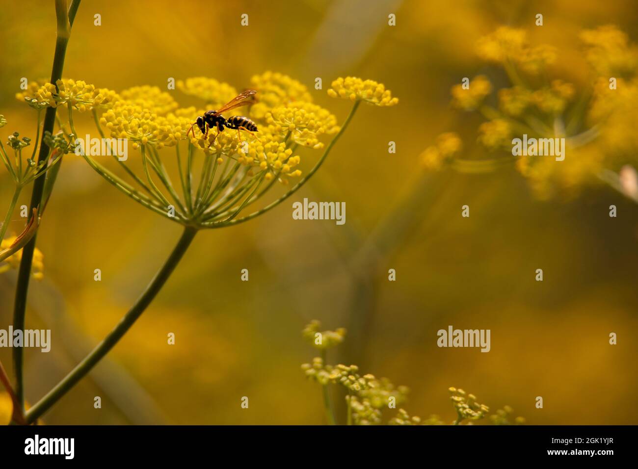 fleurs d'aneth sauvage sec en automne sur fond jaune flou Banque D'Images