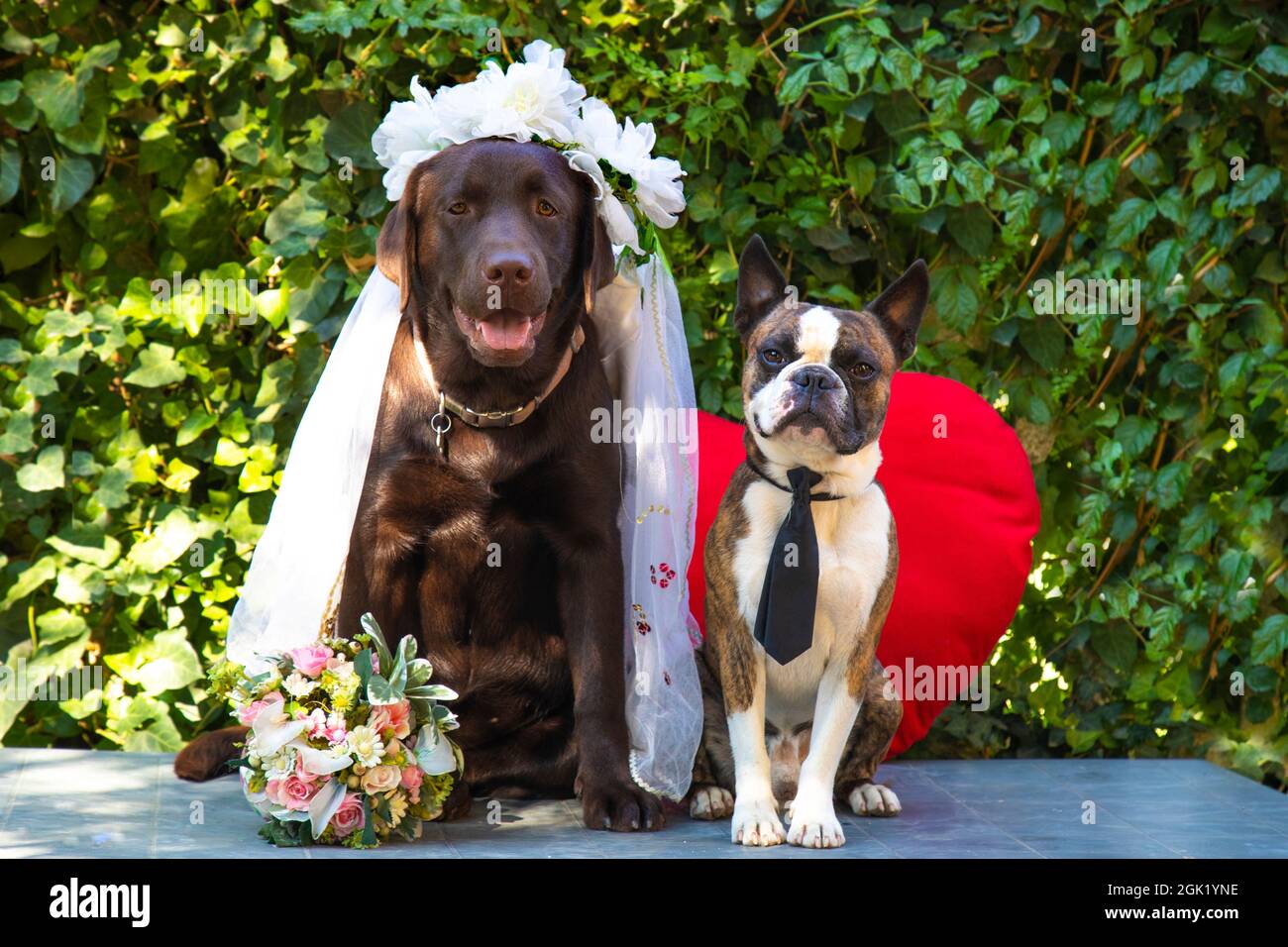 Photographie de mariage, mariée Labrador et marié Boston Terrier, chiens comme des gens, photo de bande dessinée Banque D'Images