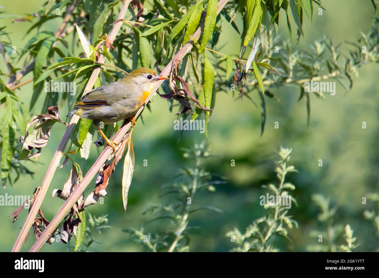 La nightingale japonaise poussa sur une branche verte en été Banque D'Images