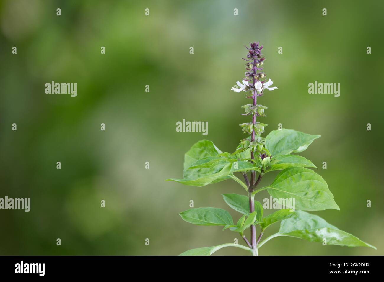 sainte plante de basilic avec la fleur, herbes culinaires saines isolées dans le jardin, vue rapprochée sur fond naturel Banque D'Images