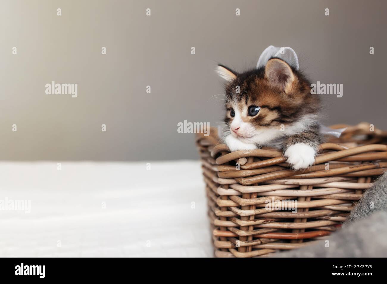 Un Petit Chaton Tricolore Adorable S Assoit A L Interieur D Un Panier En Osier En Bois Et Regarde Vers L Avant Photo D Un Chat Chaton Heureux Et Detendu Qui Est Assis Dans Un Panier Concept