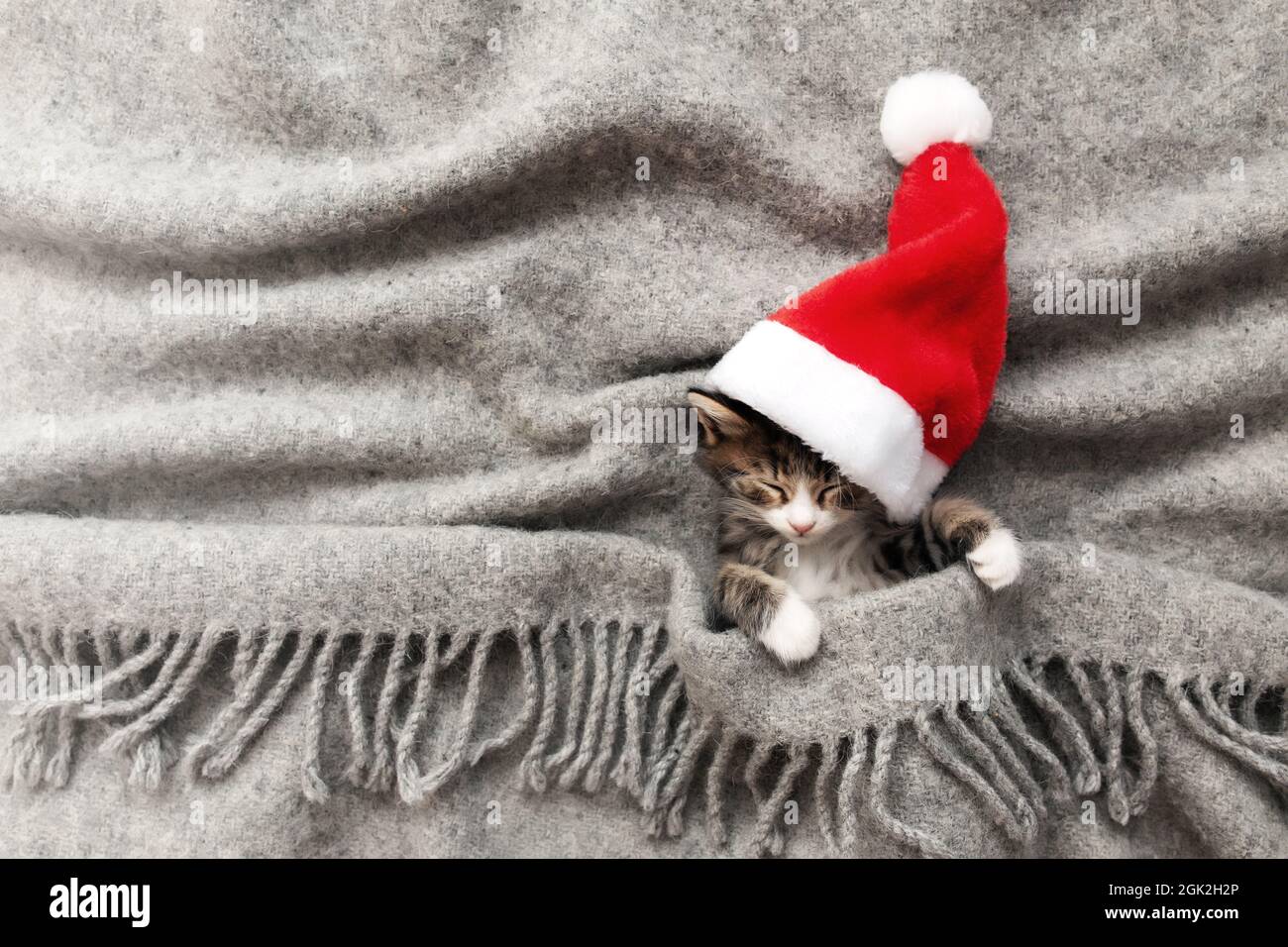 Plateau Long Les Chats D'hiver