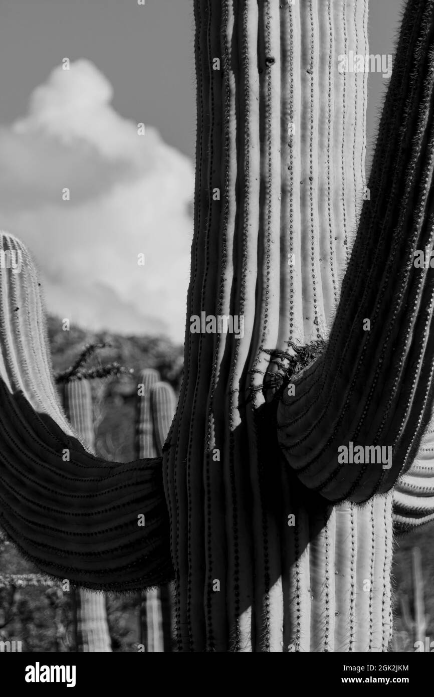 Gros plan monochrome d'un cactus saguaro dans la partie ouest du parc national Saguaro en Arizona, aux États-Unis. Banque D'Images