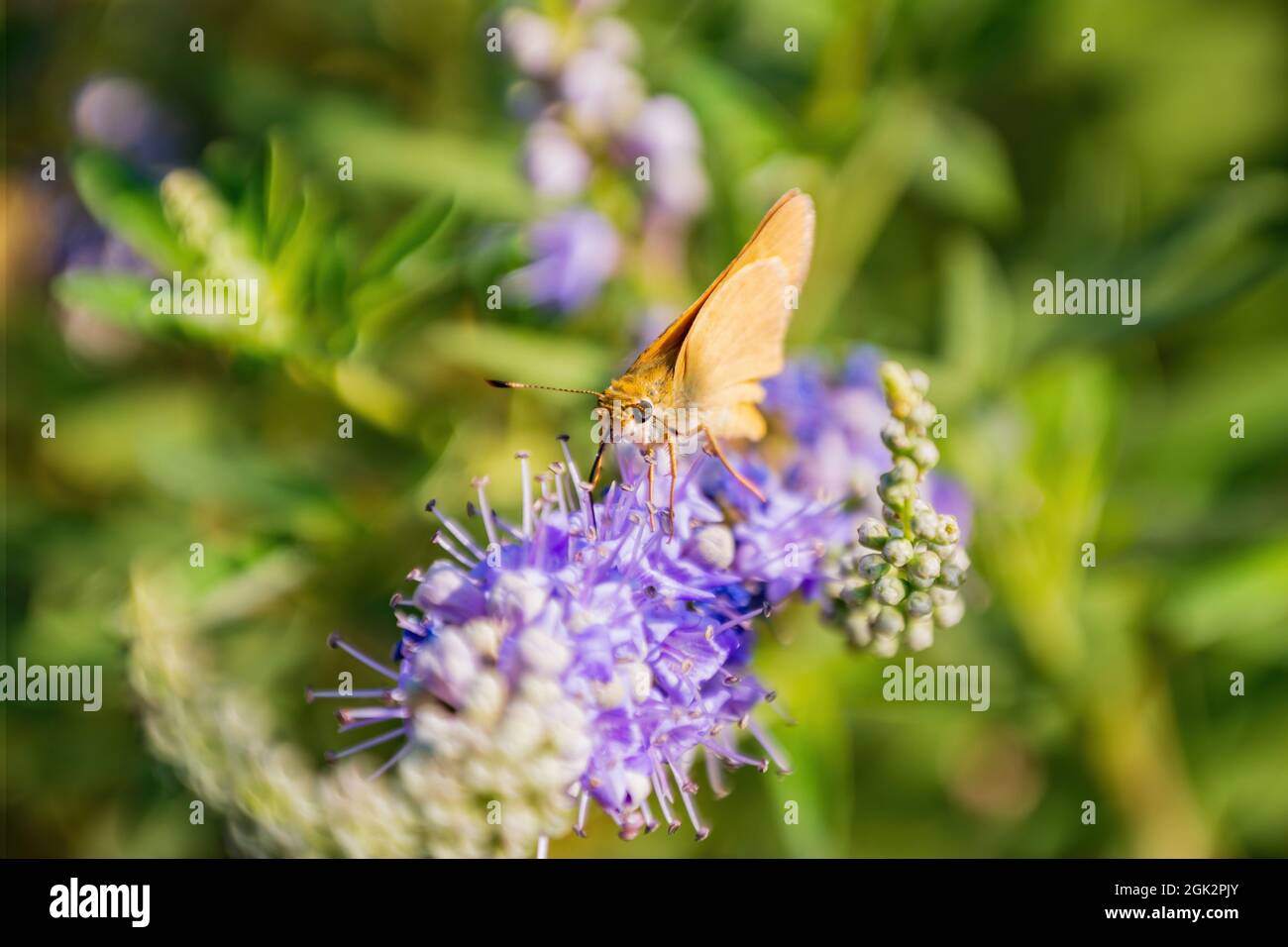 Gros plan sur Atalopedes campestris papillon manger sur la fleur à Las Vegas, Nevada Banque D'Images