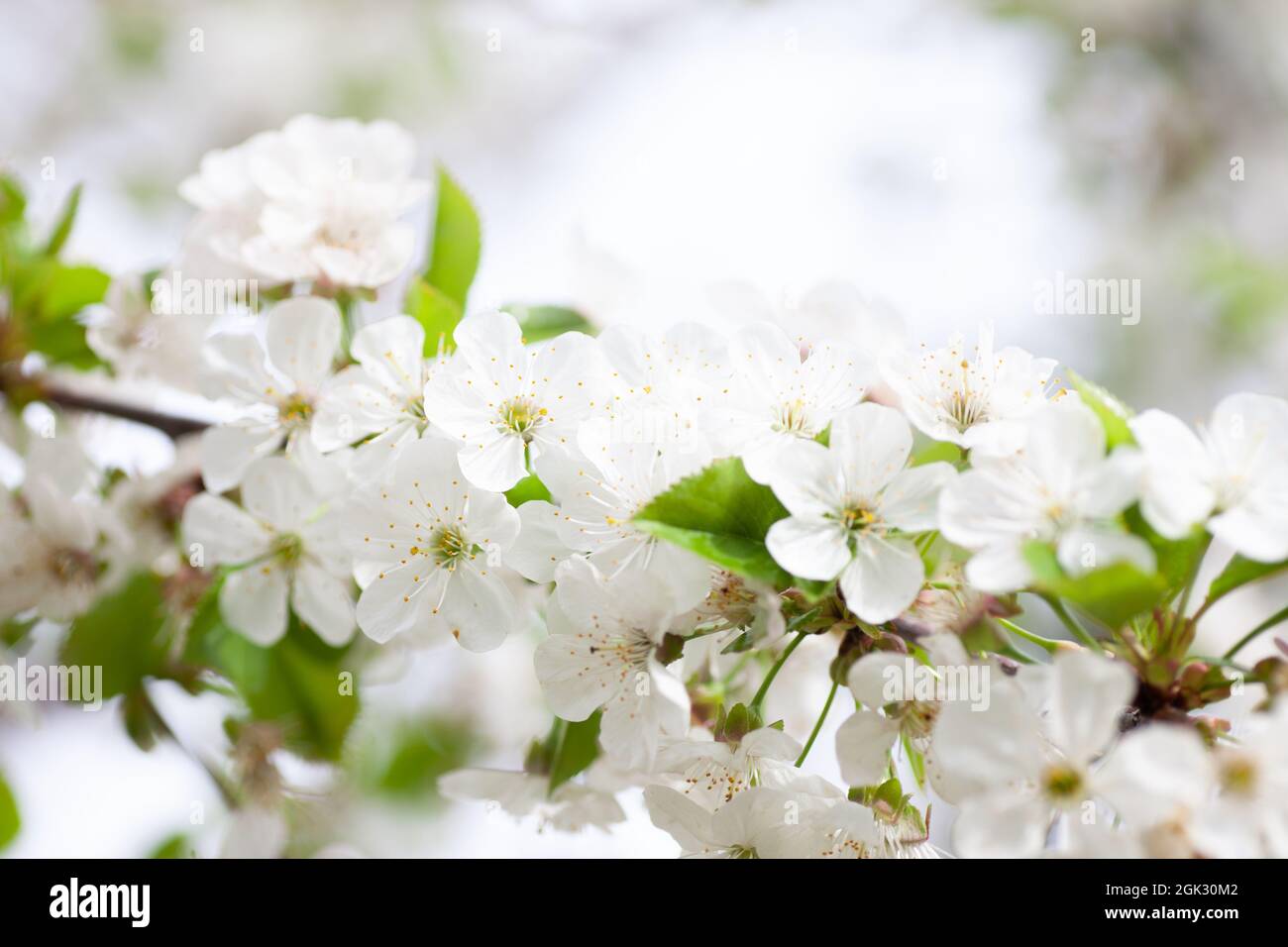 Fleurs de cerisier dans la neige Banque de photographies et d’images à