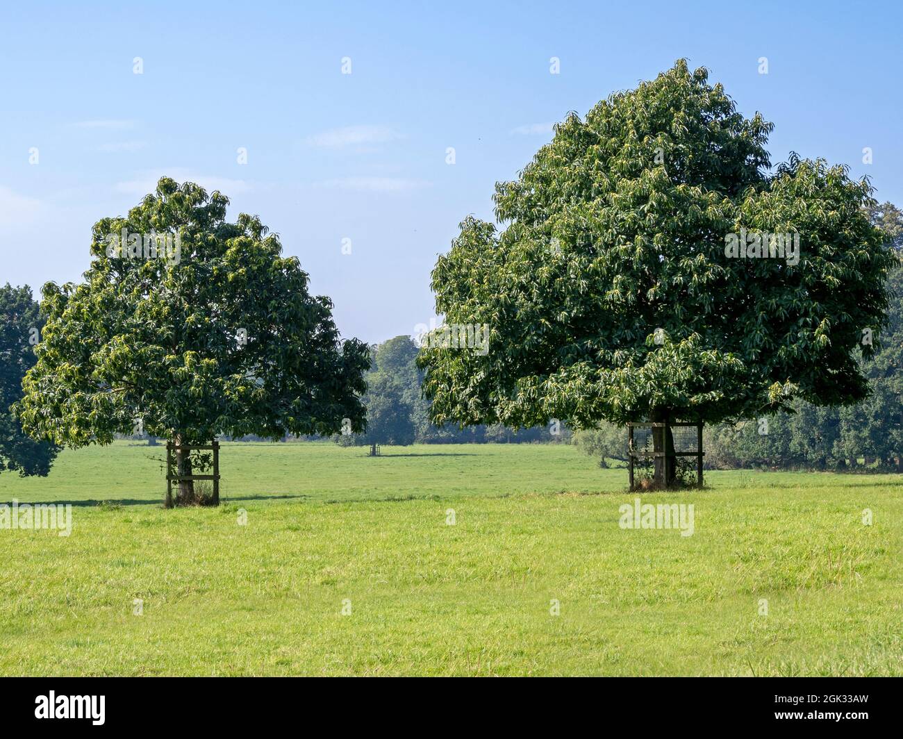 Châtaigniers dans un pré vert Banque D'Images