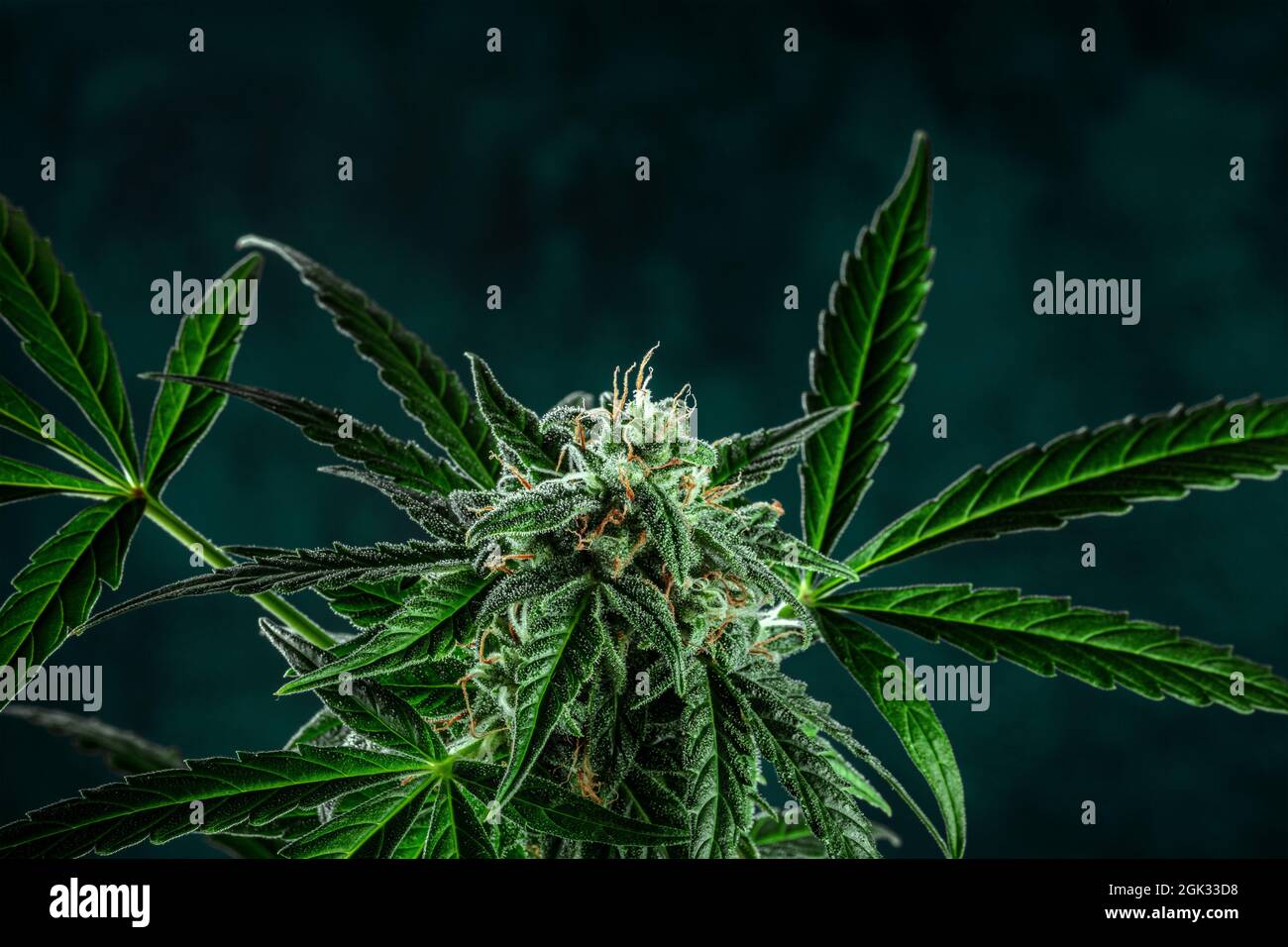 Bannière plante médicinale de cannabis avec un lieu pour le texte. Plante de marijuana en fleurs, prête pour la récolte Banque D'Images