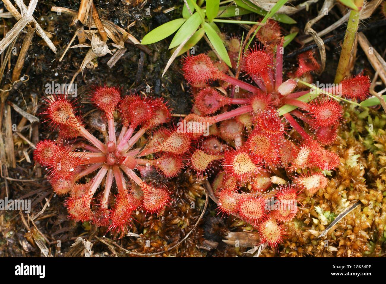 Petits rosettes de la rosée rose, Drosera capillaris, habitat naturel dans une tourbière, Géorgie, Etats-Unis Banque D'Images