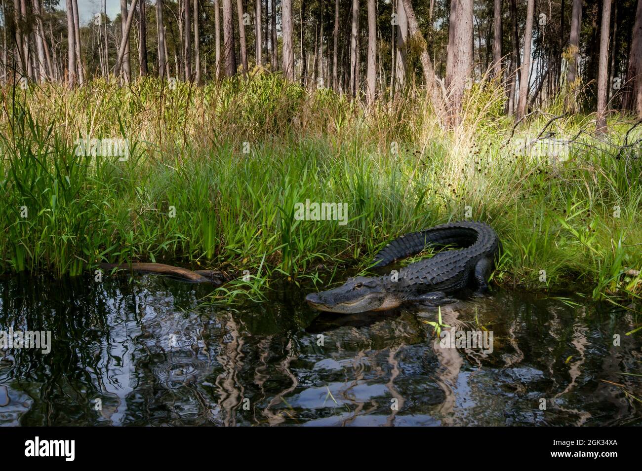 Alligator américain (Alligator mississippiensis) sur la rive d'un ruisseau dans le marécage d'Okefenokee, Géorgie, États-Unis Banque D'Images