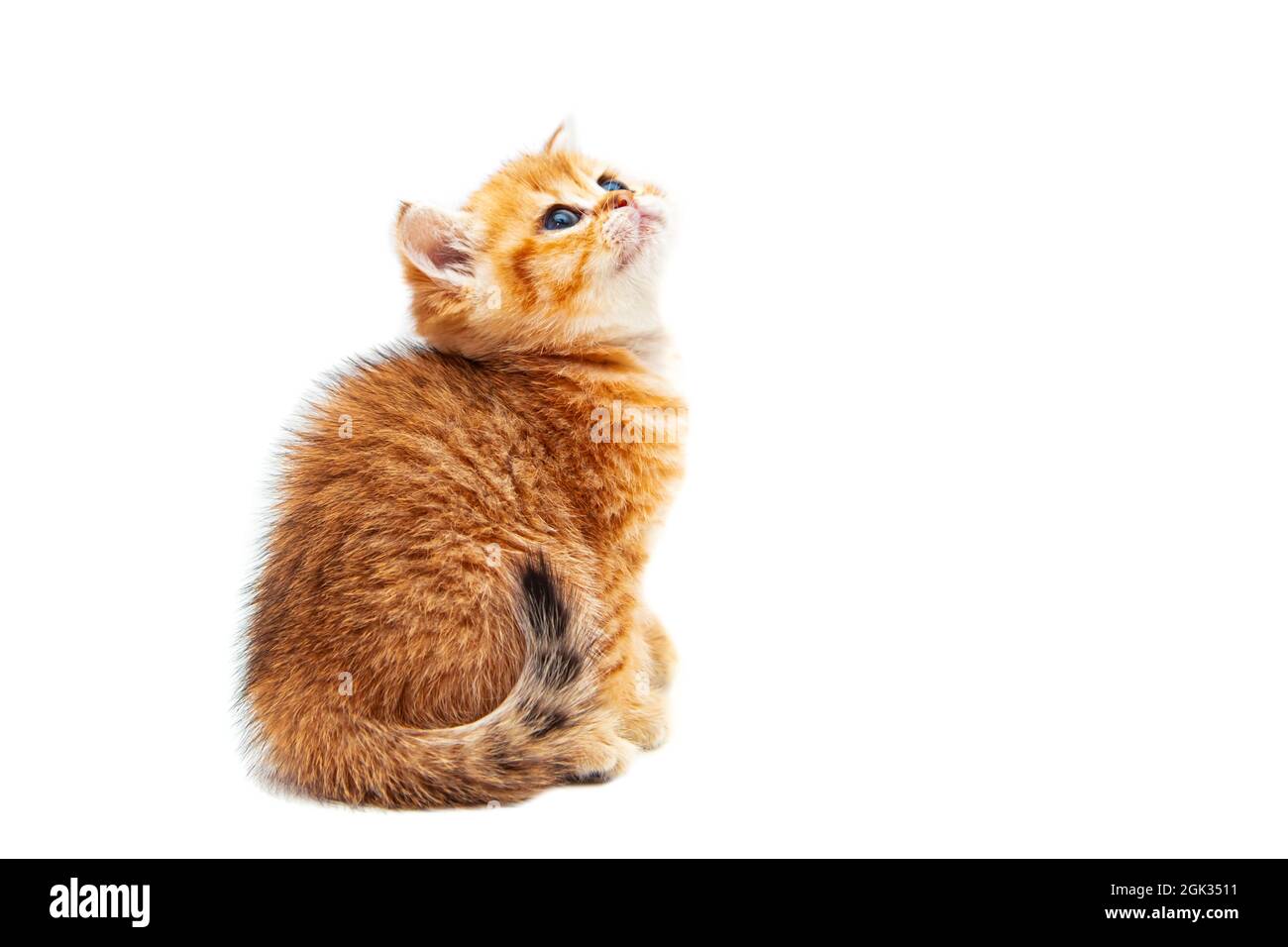 Drôle de gingembre britannique shorthair chaton. Isolé sur blanc. Banque D'Images