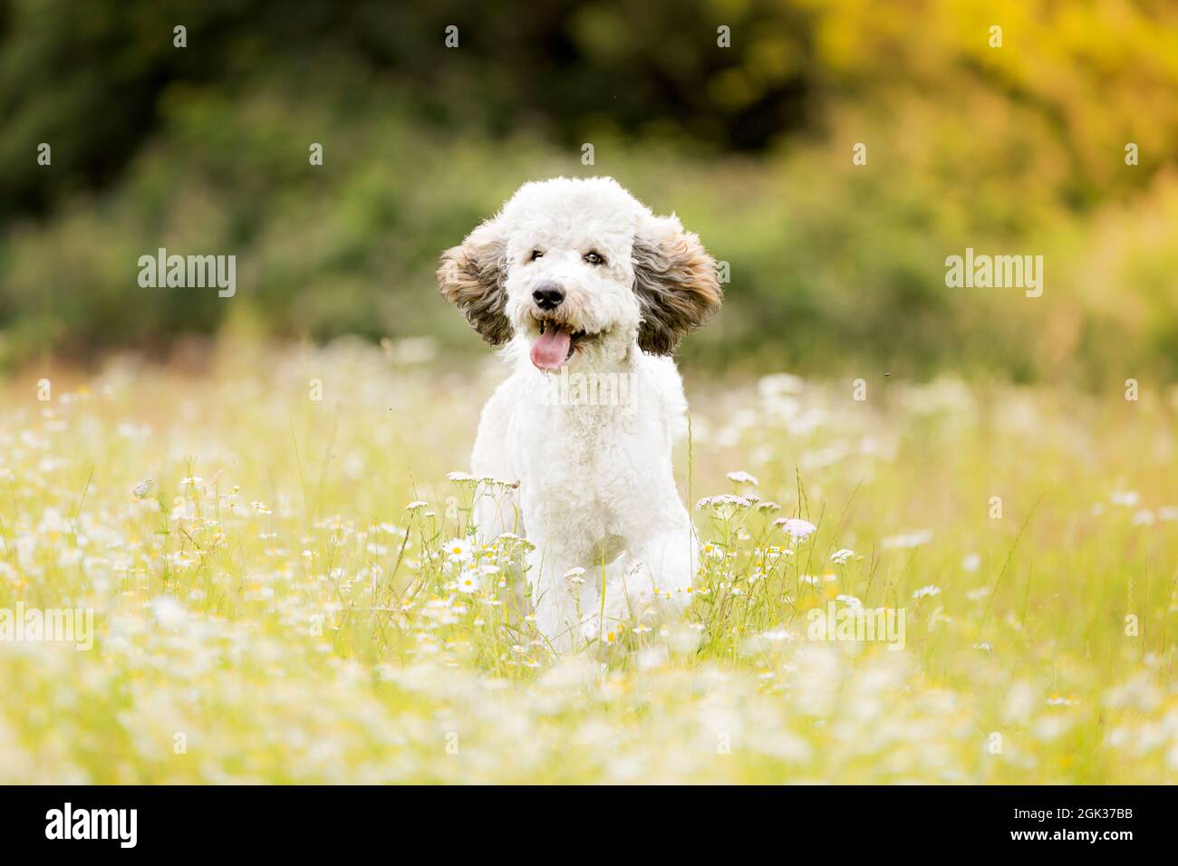 Caniche standard. Jeune chien marchant dans un pré. Allemagne Banque D'Images