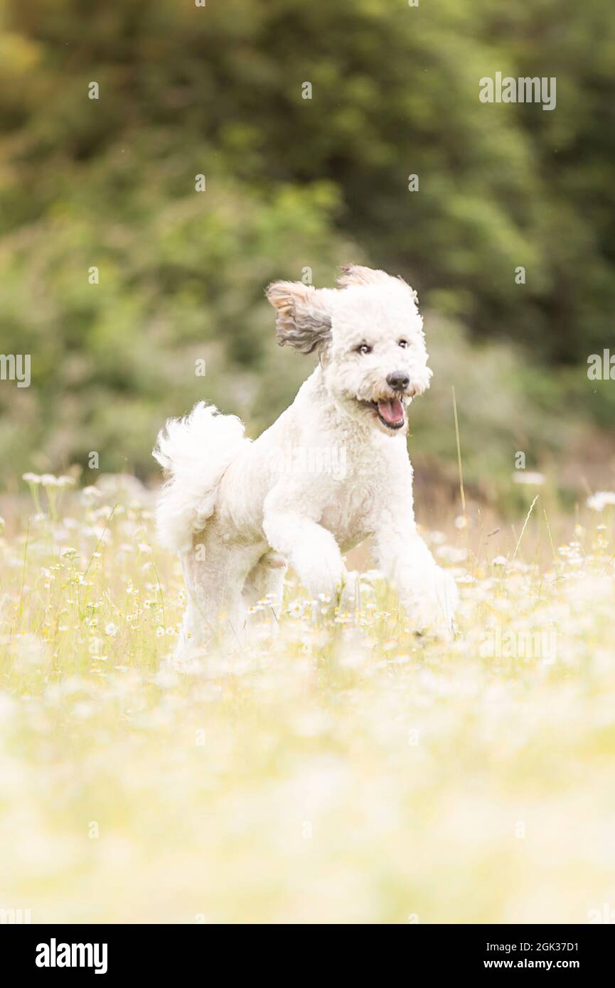 Caniche standard. Jeune chien courant dans un pré. Allemagne Banque D'Images