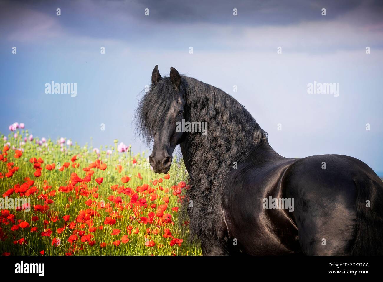 Cheval frison. Portrait de l'étalon noir devant un champ avec des coquelicots fleuris. Allemagne Banque D'Images