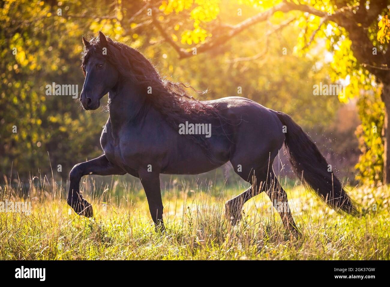Cheval frison. Des millions de millions de millions de millions de millions de millions de dollars ont été taillé dans une forêt à l'automne. Allemagne Banque D'Images