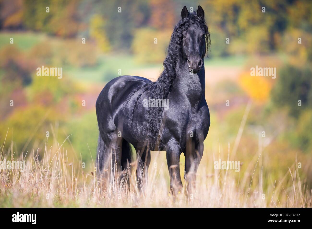 Cheval frison. Étalon noir debout sur un pré en automne. Allemagne Banque D'Images