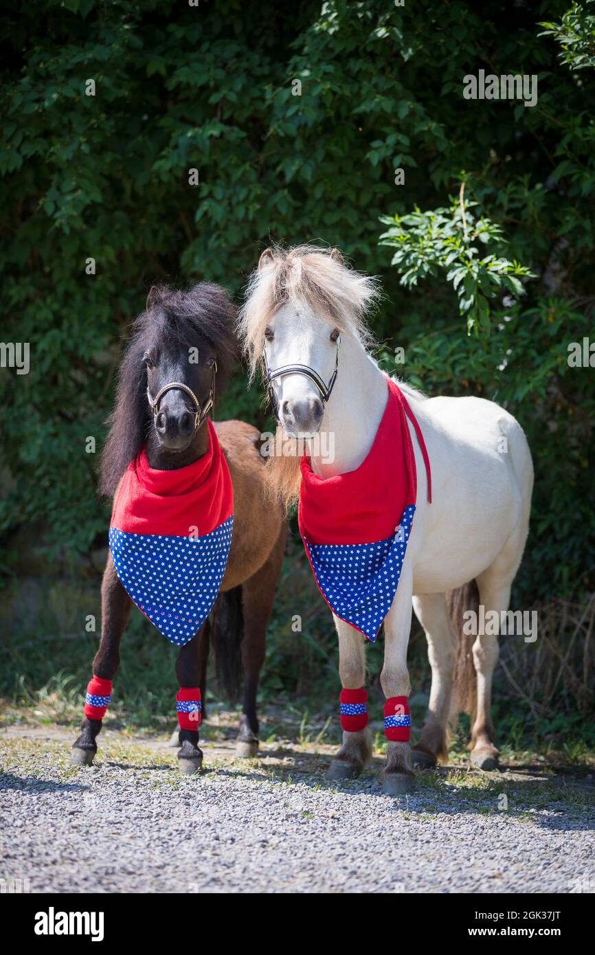 Cheval miniature de Falabella. Un cheval noir et un cheval gris, vêtus d'un col et de guêtres, se tiennent côte à côte. Allemagne Banque D'Images